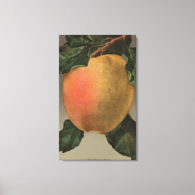 Fruktkromolitografi för Belleflower Apple Canvastryck (Framsida)