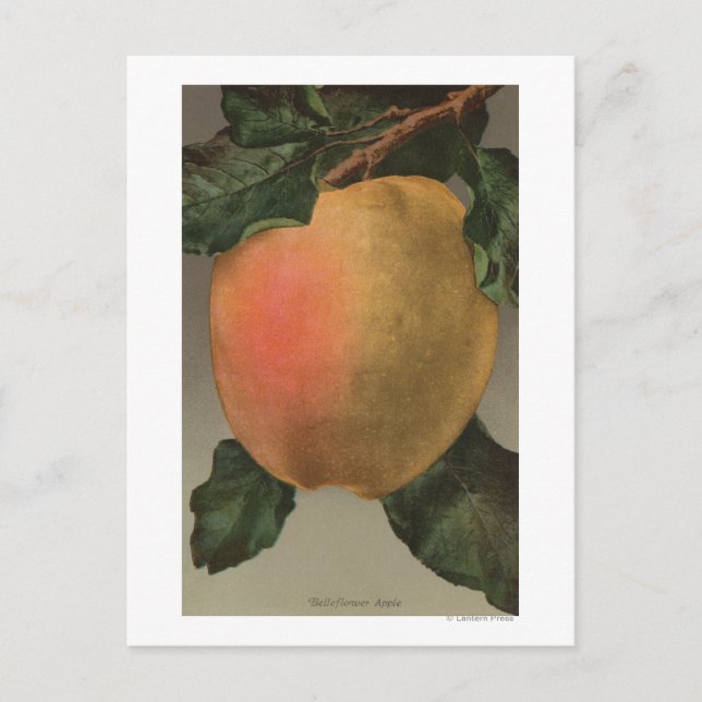Fruktkromolitografi för Belleflower Apple Vykort (Framsida)