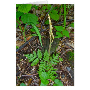 Fruktkternake Fern (Botrypus virginianus) OBS Kort