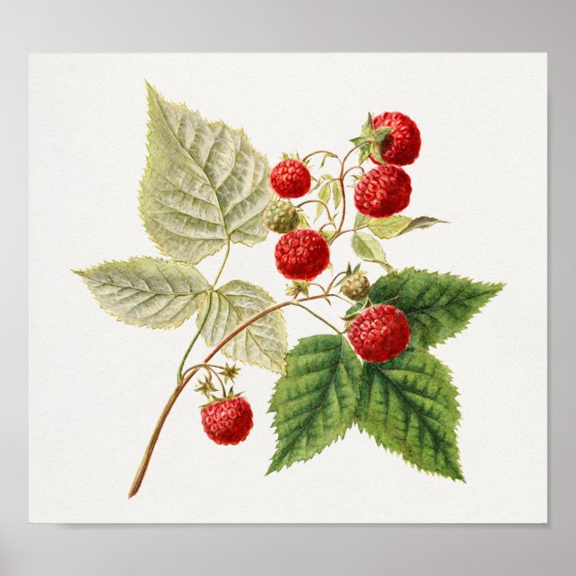 Fruktmålning av röda hallon (Rubus Xnegectus) Poster (Framsidan)