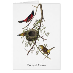 Fruktträdgård Oriole - John James Audubon Hälsningskort