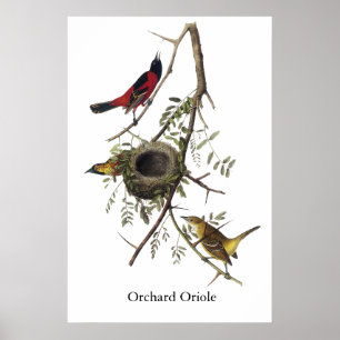 Fruktträdgård Oriole - John James Audubon Poster