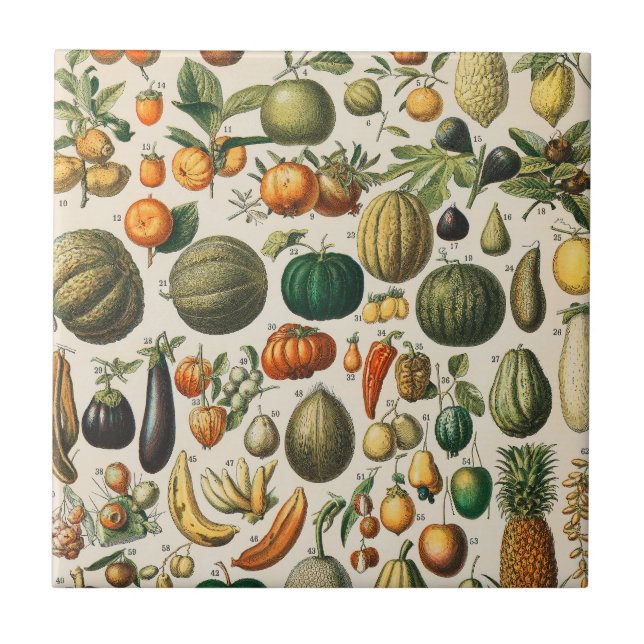 Fruktvegetativ botanisk vetenskaplig illustration kakelplatta (Framsidan)