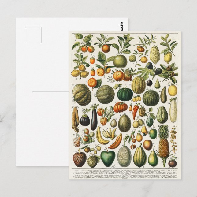 Fruktvegetativ botanisk vetenskaplig illustration vykort (Fram/baksida)
