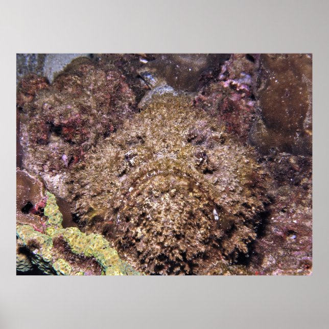 Frumpy Stonefish Poster (Framsidan)