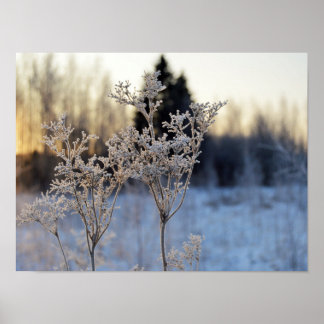 Fryst blomma poster