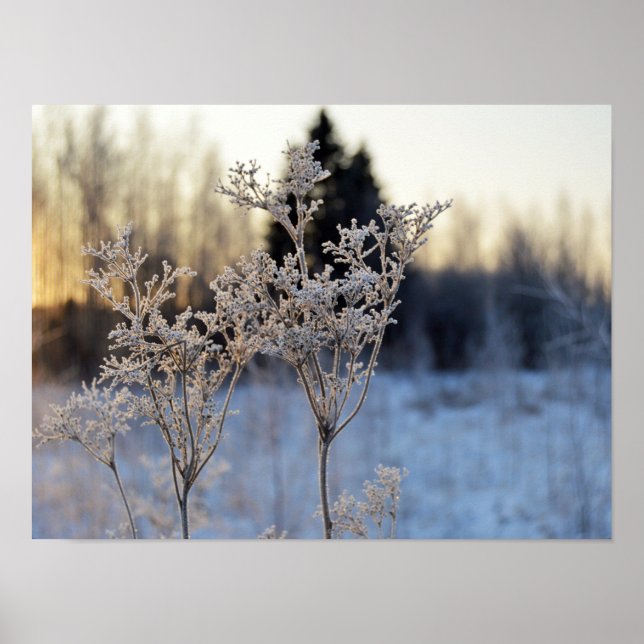 Fryst blomma poster (Framsidan)