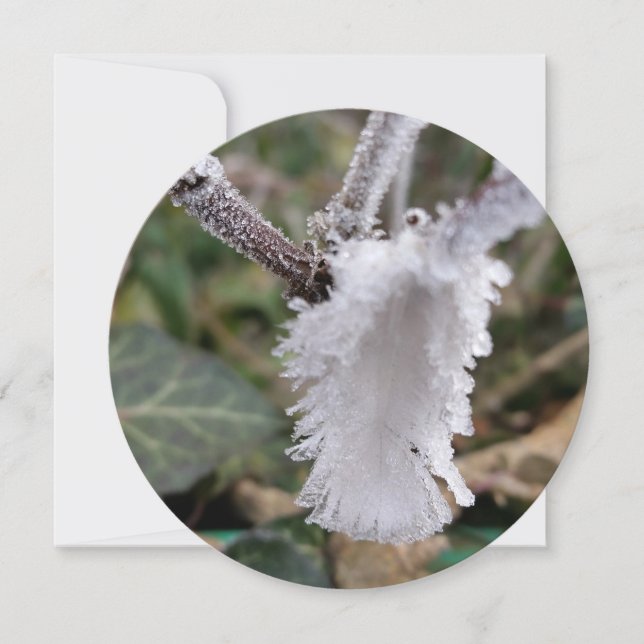 Fryst fjäder (Framsida)