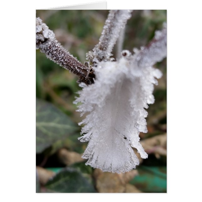 Fryst fjäder hälsningskort (Framsidan)