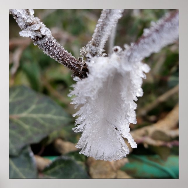 Fryst fjäder poster (Framsidan)