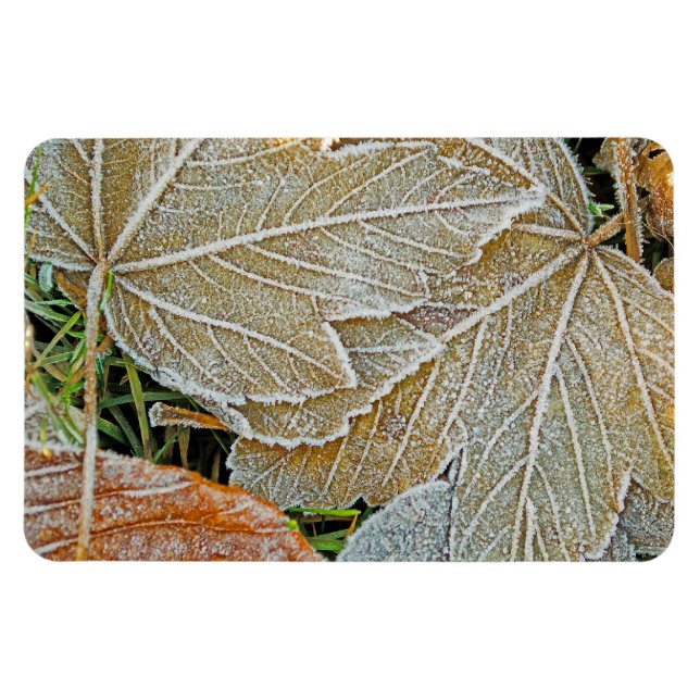 Fryst maple Magnet (Horisontell)