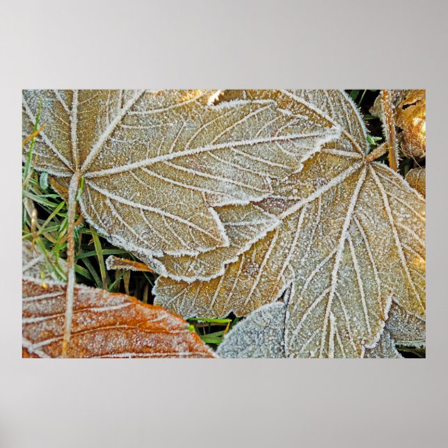 Fryst Poster av lönnkula (Framsidan)