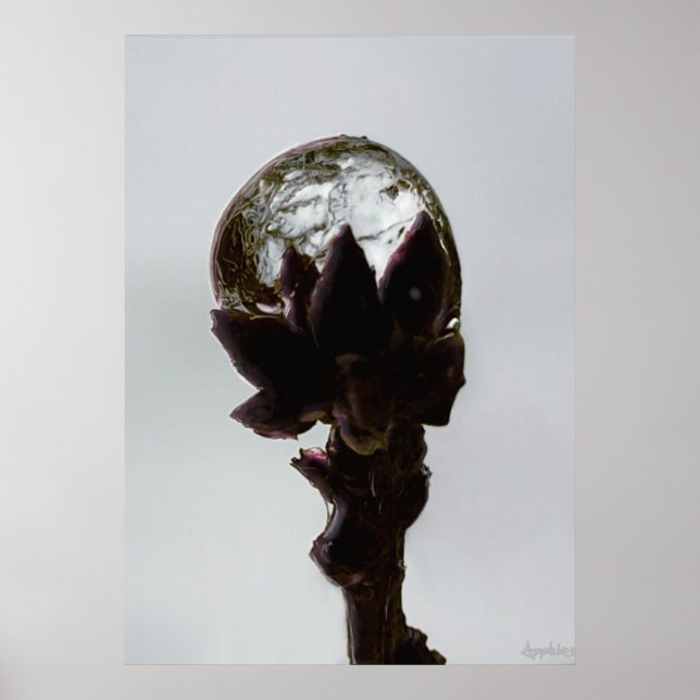 Fryst regndroppe på foto träd gren poster (Framsidan)