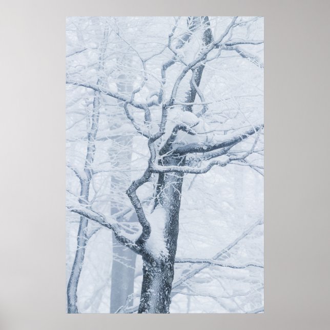 Fryst snöigt träd poster (Framsidan)