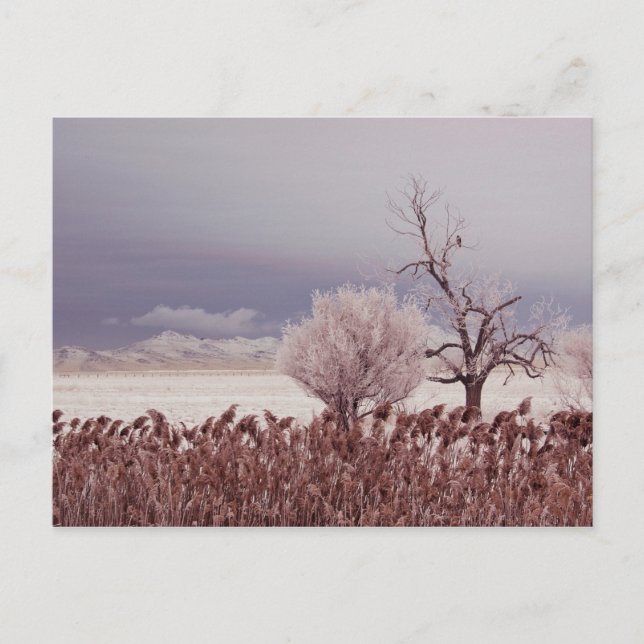 Fryst vy över Antelope Island - Utah - vykort (Framsida)