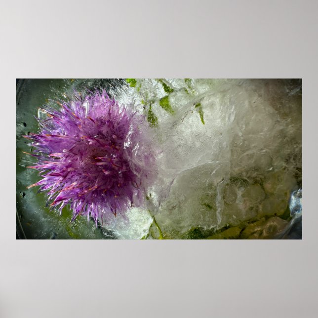 Frysta Blommor,  Poster (Framsidan)