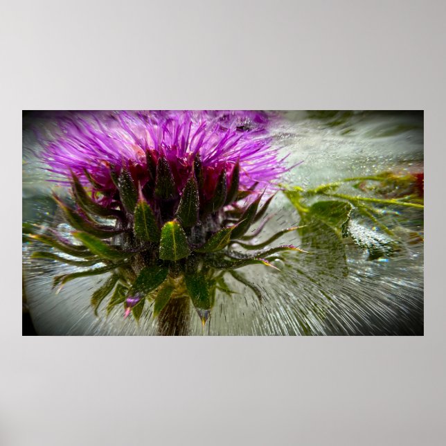 Frysta Blommor,  Poster (Framsidan)