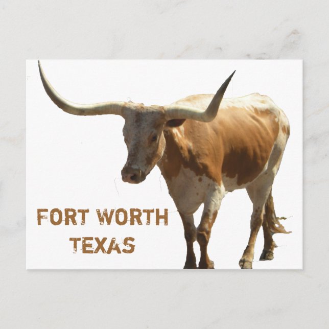 Ft Worth Longhorn-vykort Vykort (Framsida)