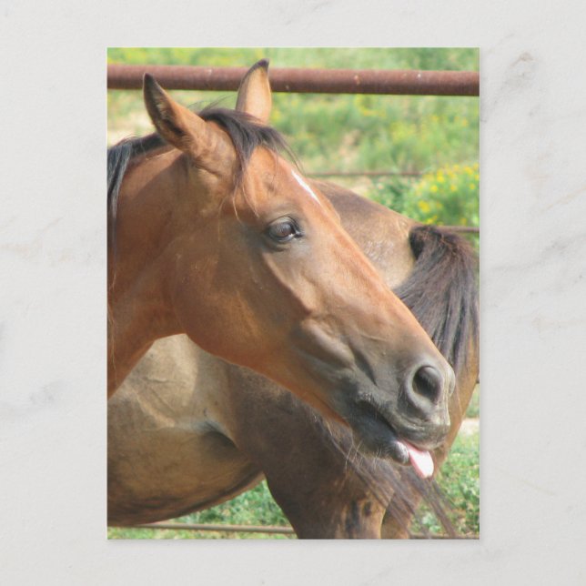 Fttttttttttttton!!!! Vykort (Framsida)