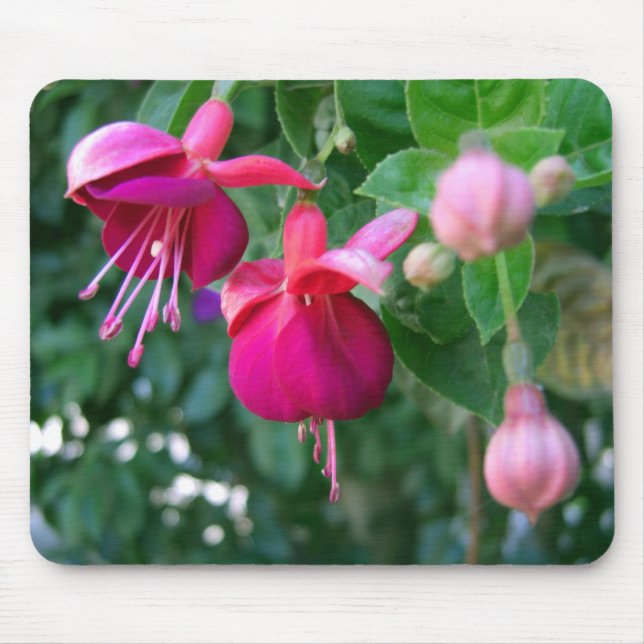 Fuchsia 1 musmatta (Framsidan)