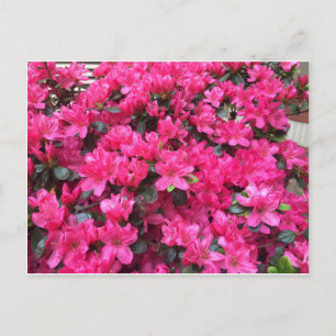 fuchsia azaleas rhododendron vykort