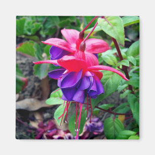 Fuchsia 'blåttögon magnet