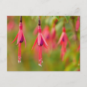 Fuchsia Blomma Vykort