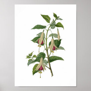 Fuchsia blommaaffisch poster