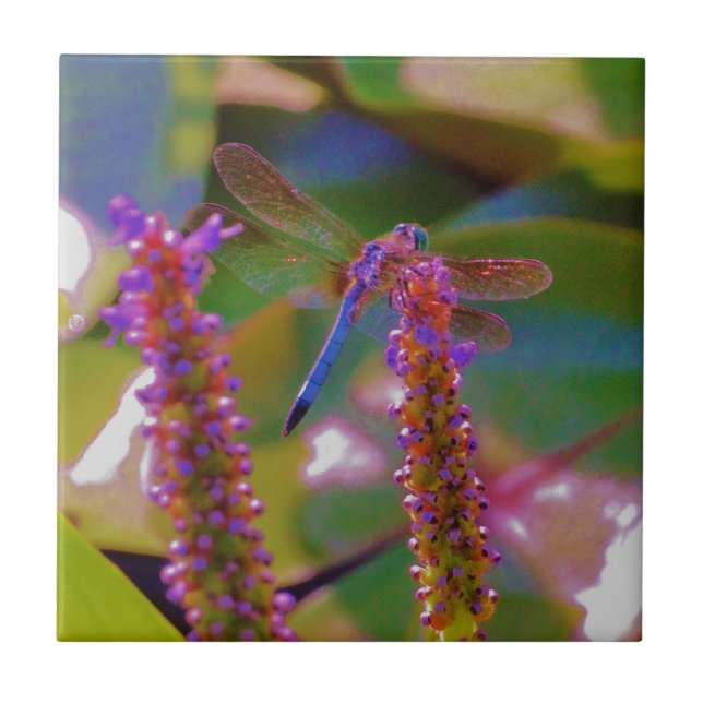 Fuchsia-blomman och drakflygning kakelplatta (Framsidan)