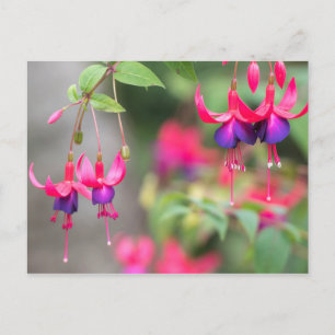 Fuchsia-Blommar Vykort