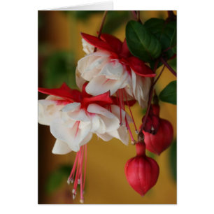 Fuchsia Blooms! Hälsningskort