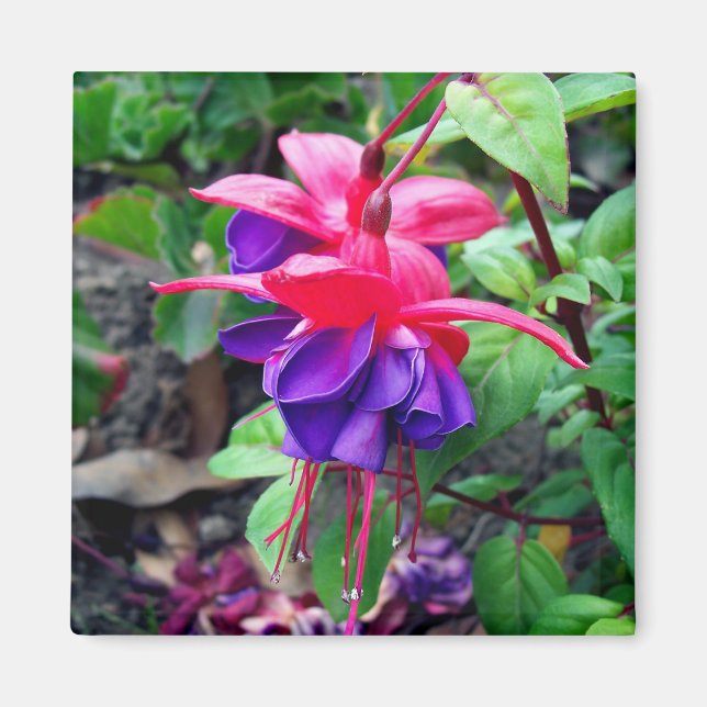 Fuchsia 'Blue Ögon Magnet (Framsidan)