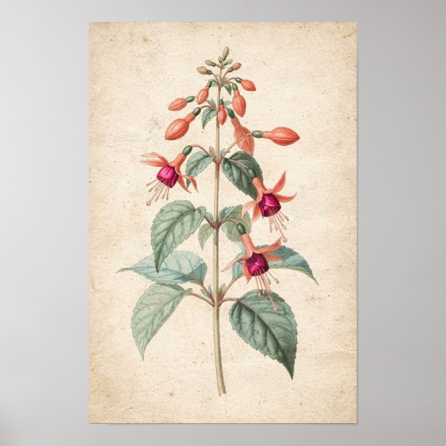 Fuchsia Botanisk Tryck (Framsidan)