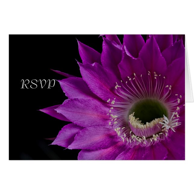 Fuchsia Cactus OSA OBS Kort (Framsidan Horizontal)