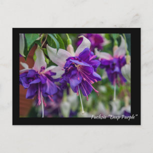 Fuchsia ’Deep Lila’ Vykort
