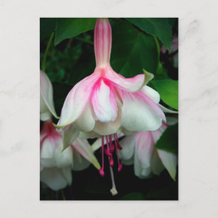 Fuchsia Devonshire Dumpling Vykort