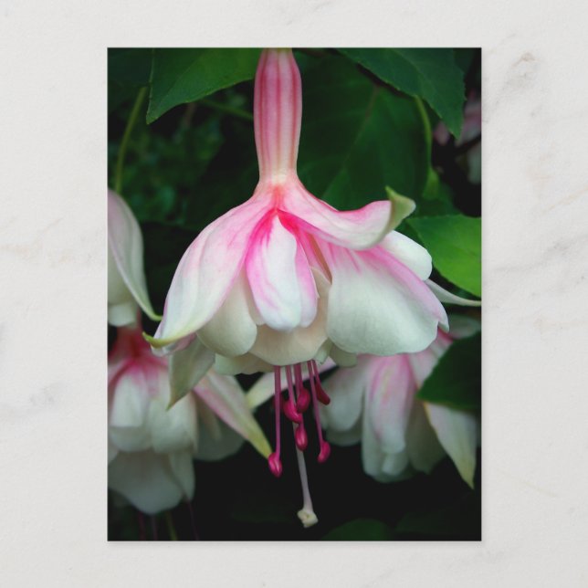Fuchsia Devonshire Dumpling Vykort (Framsida)