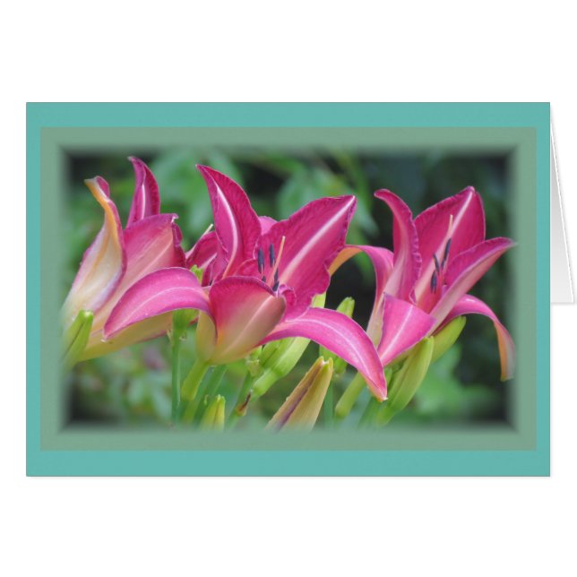 Fuchsia Dreams - Daylilies Hälsningskort (Framsidan Horizontal)