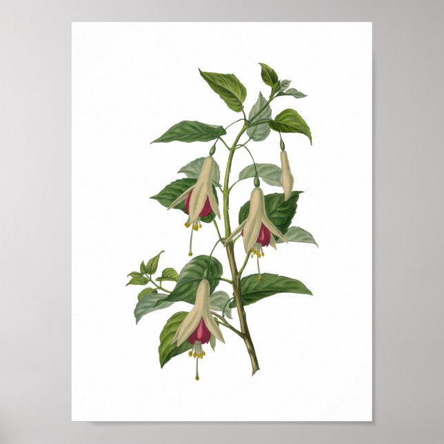 Fuchsia Flower Poster (Framsidan)