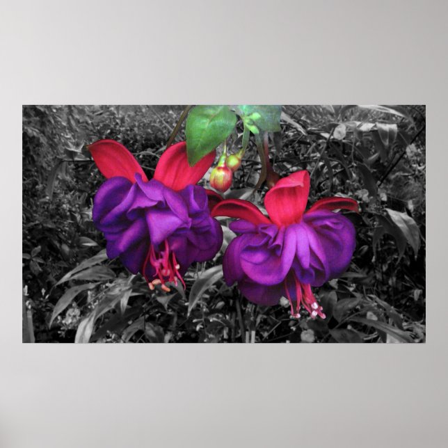 Fuchsia Flower Poster (Framsidan)