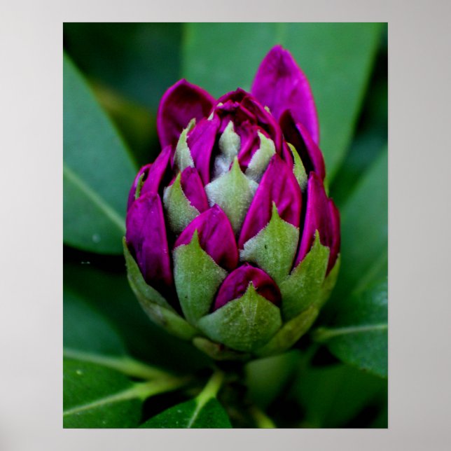 Fuchsia Flower Poster (Framsidan)