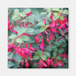 Fuchsia Flowers in Lila Red Magnet