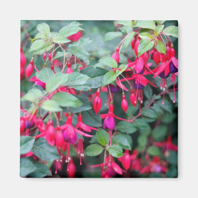 Fuchsia Flowers in Lila Red Magnet (Framsidan)