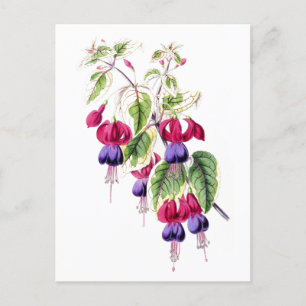 Fuchsia Flowers Vintage Botaniskt vykort
