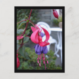 Fuchsia i Ambleside [vykort] Vykort