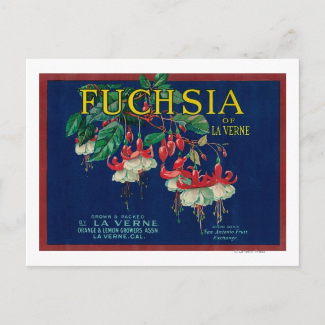 Fuchsia Lemon LabelLa Verne, CA Vykort (Framsida)
