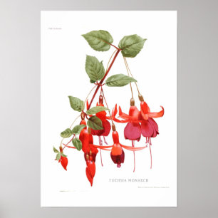 Fuchsia "Monarch" Poster