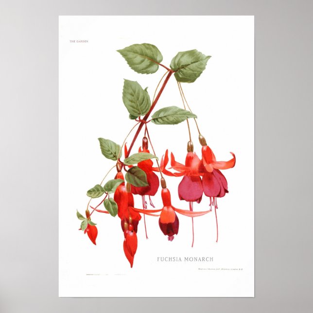 Fuchsia "Monarch" Poster (Framsidan)