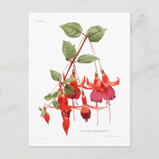 Fuchsia "Monarch" Vykort (Framsida)
