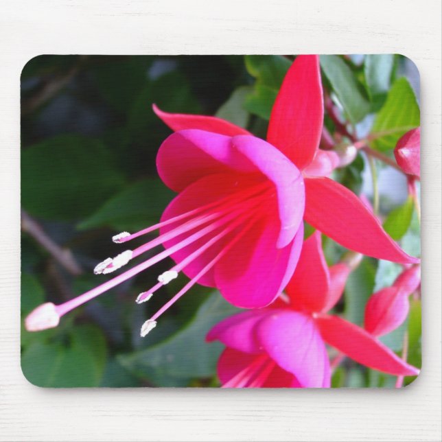 Fuchsia Mousepad Musmatta (Framsidan)